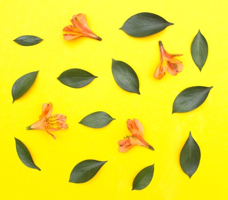 orange hibiscus flowers and green petals on a yellow background, festive background, springの写真素材
