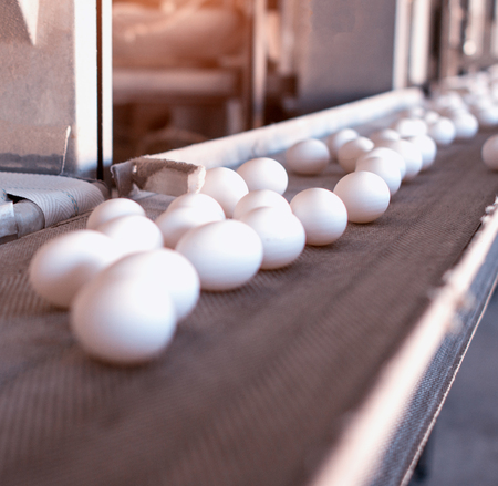 White chicken eggs go to the poultry factory, conveyorの写真素材