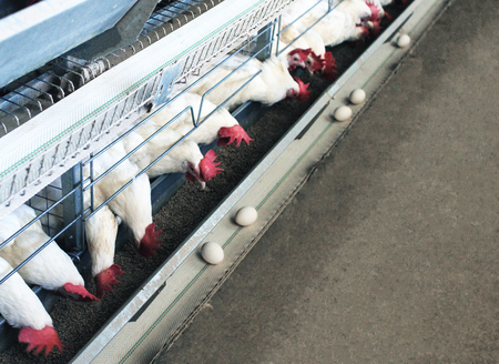 Chicken eggs factory, white chickens, industry, copy space poultry farmの写真素材