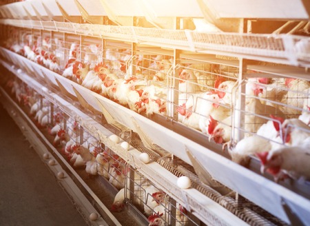 White chicken production and egg production, food industry, sun, agriculturalの写真素材