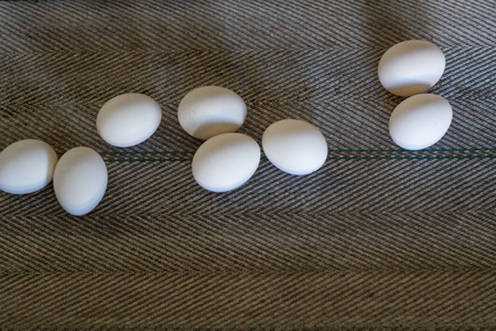 Chicken eggs on the conveyor, the production of eggsの写真素材