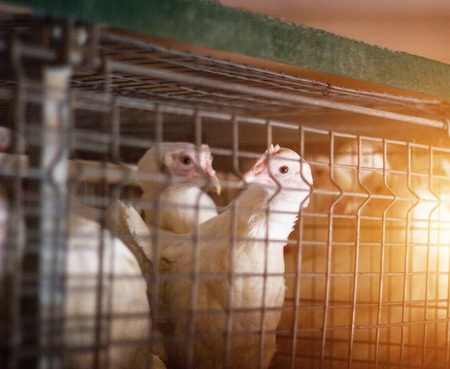 Young chickens in an open-air cage at a broiler chicken farm, sunset, close-upの写真素材
