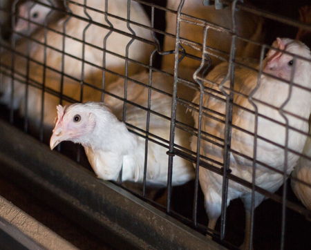 Young chicken in an aviary cage at a broiler chicken breeding farm, close-upの写真素材