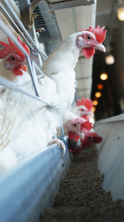 White chickens that lay eggs at a poultry farm, industry, vertical, agricultureの写真素材