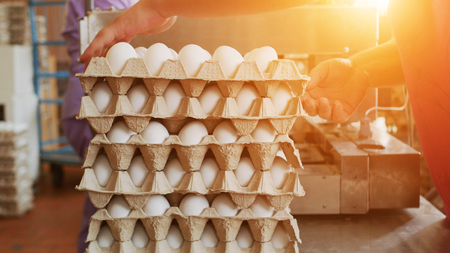 The process of sorting and culling chicken eggs at a poultry farm, sunsetの写真素材