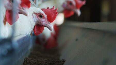 White hens pecking compound feed on poultry farm, industry, farmingの写真素材
