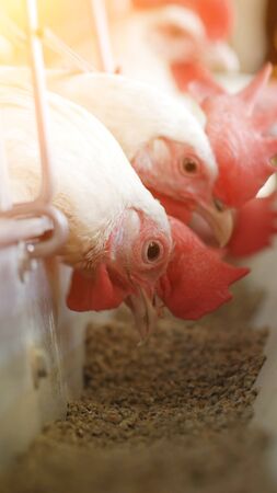 White hens pecking compound feed on poultry farm, industry