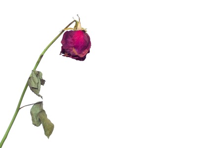 A faded rose flower on a white background concept of fading feelings in love and impotence in men and frigidity in girls, reduced sexual desire, sexology, copy space, Erectile dysfunctionの写真素材