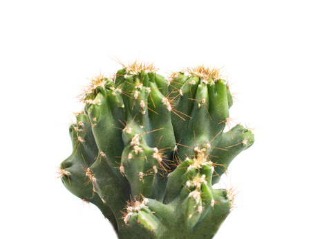 Green small office cactus on a white background, isolate, flowerpotの写真素材