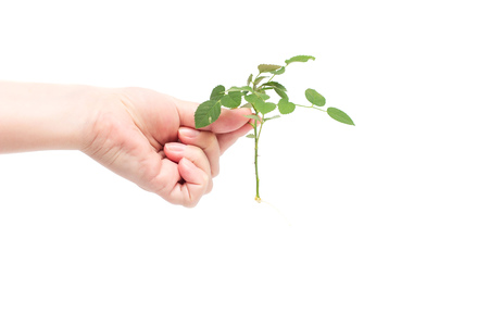 Female hand holds a sprig of roses with a developed root system, planting flowers, white background, isolate, ornamentalの写真素材
