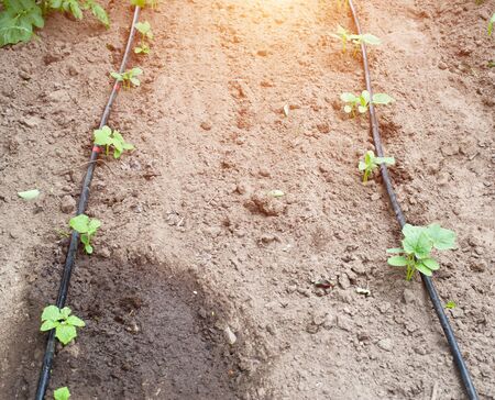 Modern system in agronomy drip irrigation to save water and freshness and nutrition of plants in the garden, dropper dispensers, agricultureの写真素材