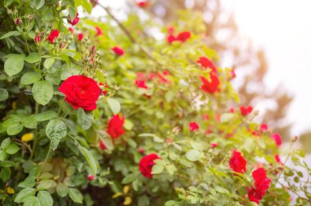 Red flower garden rose grows a large bush in the garden, close-up, summerの写真素材