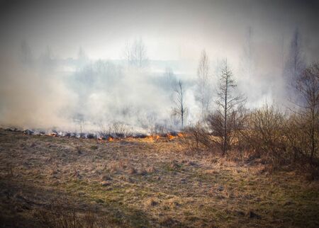 Dry scorched grass burns in the forest, fireの写真素材