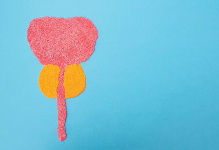 Prostate anatomy on a blue background. The concept of diseases of the prostate adenoma and...