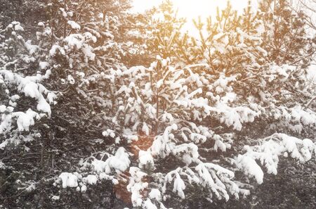 Beautiful winter fir tree on snow background. Frosty weather, beautiful nature, background, wonderfulの写真素材