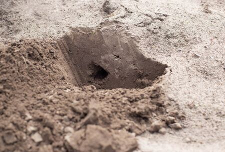 Expelling or smoking a mole from a summer cottage with a smoke bombの写真素材