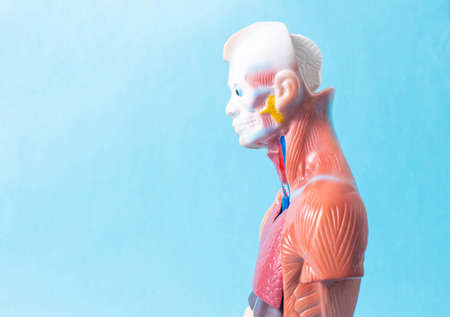 Man mannequin on a blue background. The concept of the study of human diseases and their treatment with a medical dummyの写真素材