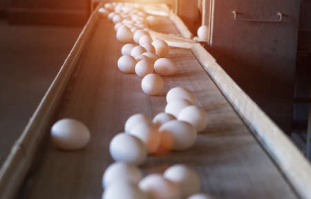 Chicken eggs move along a conveyor in a poultry farm. Food industry concept, chicken egg production, automaticの写真素材
