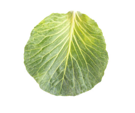 Green leaf cabbage on a white background, isolate, close-up. Farmersの写真素材