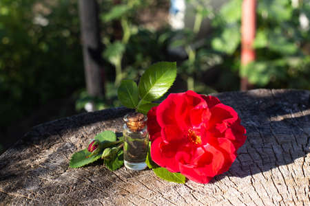 Red rose flower with a bottle in which perfume from red rose essential oil on a wooden background. The concept of aromatherapy and natural perfumes, relaxationの写真素材