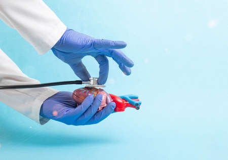The doctor holds a dummy heart of a man in his hand and listens to it with a stethoscope on a blue...
