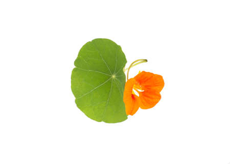Orange flower of nasturtium on a white background, isolate, close-up. healthcareの写真素材