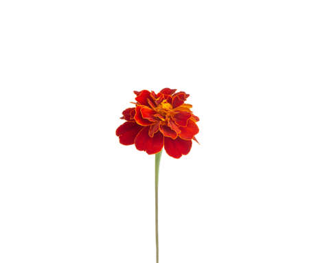 marigold flower on white background, isolate, close-up. Summerの写真素材