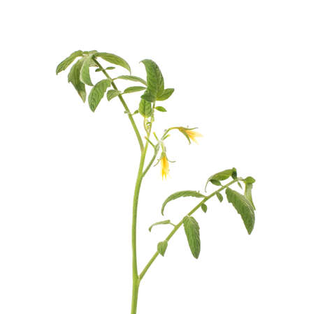 Green plant with stem and yellow tomato flowers on a white background, isolate. Agricultureの写真素材