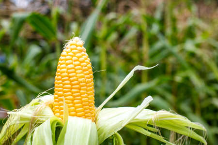 Ear of sweet corn in husk on a field with corn, copy space for text. health