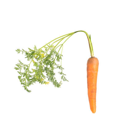 Orange carrots with green tops on a white background, isolate, close-up. Fresh and healthy vegetables concept, vitaminの写真素材
