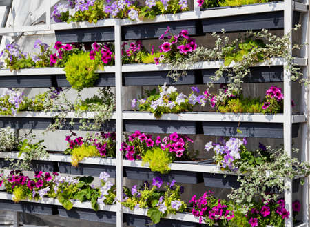 Many multicolored petunia flowers in the city on shelves, background.の写真素材