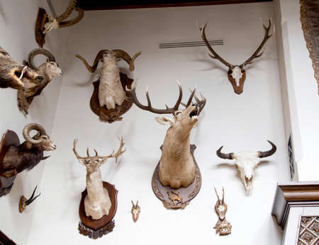 Many stuffed animals hang on the wall in the hunter's room, trophies. Stuffed goats with horns, huntingの写真素材