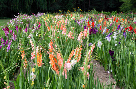 Plantation of flowers of gladioli of different colors, background.の写真素材