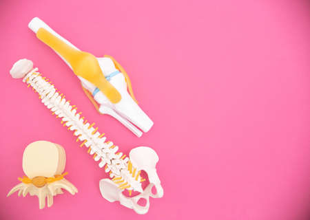 Human spine, knee joint and intervertebral disc medical mockups on pink background. Concept of the...