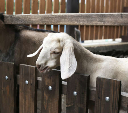 Young white lamb with large long ears behind a wooden fenceの写真素材