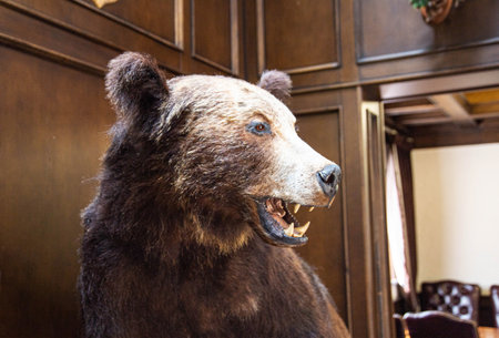 stuffed brown bear, trophy. wild animal hunting conceptの写真素材