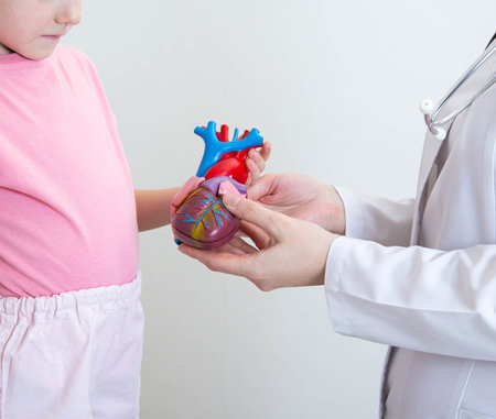 The hands of a child and the hands of a doctor-cardiologist are holding a mock-up of a heart. The concept of examination and treatment of the heart of children. Pediatric cardiologyの写真素材