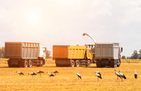 Harvesting grain on the field in autumn. Combine pours grain into trucks. Lots of stork birds.の写真素材