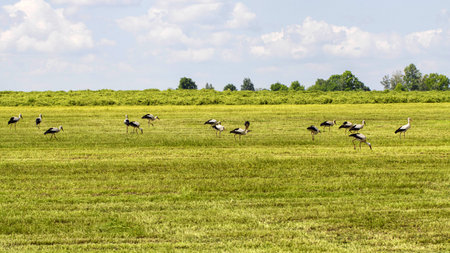 Many stork birds walk through the green field in summer in nature, landscape