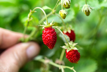 Bush with large wild strawberries in summer.の写真素材