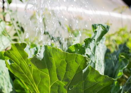 Top dressing of cabbage for tying heads and growth of cabbage. Top-dressingの写真素材