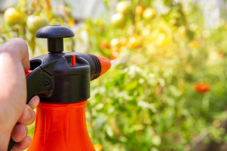 Spraying a tomato with a solution against diseases and phytophthora tomato. Solution of iodine and boric acid.の写真素材
