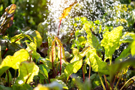 The leaves of the beet root against the background of drops of water and the sun. Useful vegetable...