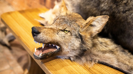 Stuffed wolf with open mouth and big teeth. Wolf head, hunting trophies.の写真素材