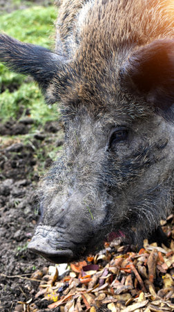 Big wild boar eats peeling potatoes in nature. Hunting for a wild boar.