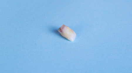Children's milk tooth on a blue background. The concept of tooth extraction in children. Children's dentistry.の写真素材