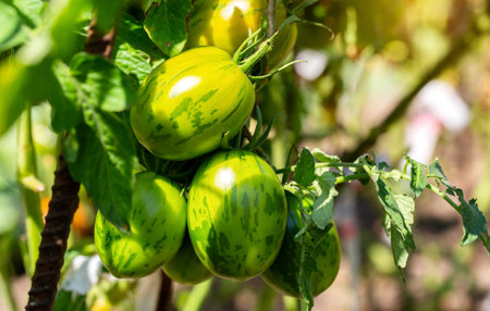 Growing and ripening green tomatoes in the form of an Easter egg. Sweet and tasty tomato resistant to disease.の写真素材