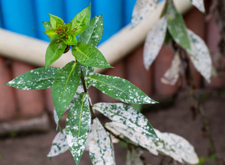 Infectious disease on the leaves of flowers. White bloom on flowers, powdery mildew.の写真素材
