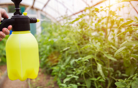 Spraying tomatoes with boric acid from late blight and parasites.の写真素材