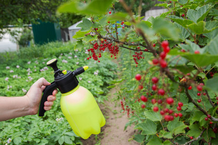 Spraying red currants from aphids and powdery mildew. Agriculture, close-upの写真素材